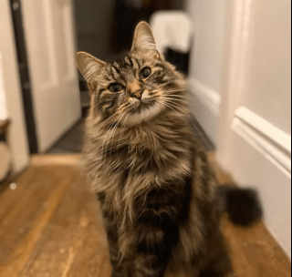 Illustration de l'article : 11 photos d'animaux de compagnie qui vont vous aider à vaincre le blues