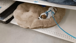 Illustration de l'article : 11 photos d'animaux de compagnie qui vont vous aider à vaincre le blues