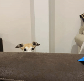 Illustration de l'article : 11 photos d'animaux de compagnie qui vont vous aider à vaincre le blues