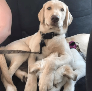 Illustration de l'article : 11 photos d'animaux de compagnie qui vont vous aider à vaincre le blues