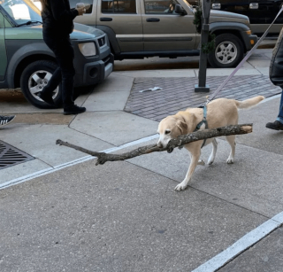 Illustration de l'article : 11 photos d'animaux de compagnie qui vont vous aider à vaincre le blues