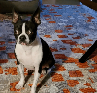 Illustration de l'article : 11 photos d'animaux de compagnie qui vont vous aider à vaincre le blues