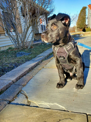 Illustration de l'article : 20 photos d'animaux qui irradient de bonheur après leur récente adoption