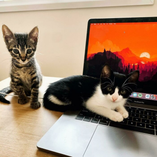 Illustration de l'article : 20 photos d'animaux qui irradient de bonheur après leur récente adoption