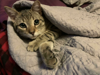 Illustration de l'article : 20 photos d'animaux qui irradient de bonheur après leur récente adoption