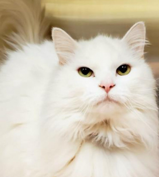 Illustration de l'article : 20 photos d'animaux qui irradient de bonheur après leur récente adoption