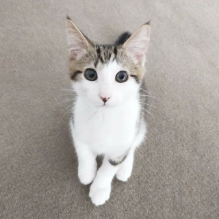 Illustration de l'article : 20 photos d'animaux qui irradient de bonheur après leur récente adoption