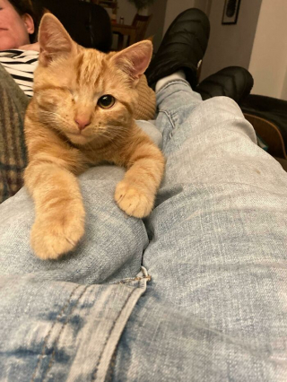 Illustration de l'article : 20 photos d'animaux qui irradient de bonheur après leur récente adoption