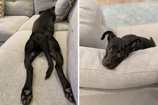 Illustration de l'article : 20 photos d'animaux qui irradient de bonheur après leur récente adoption