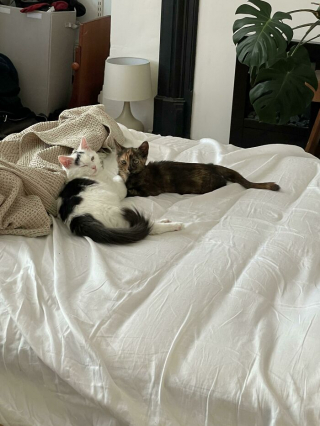 Illustration de l'article : 20 photos d'animaux qui irradient de bonheur après leur récente adoption