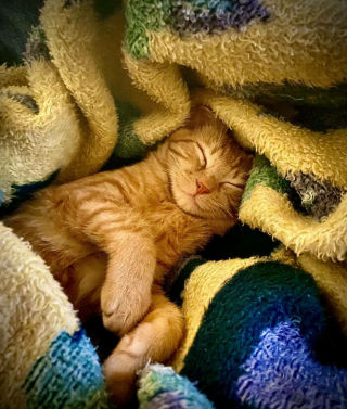 Illustration de l'article : 20 photos d'animaux qui irradient de bonheur après leur récente adoption