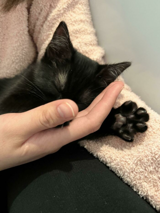 Illustration de l'article : 20 photos d'animaux qui irradient de bonheur après leur récente adoption