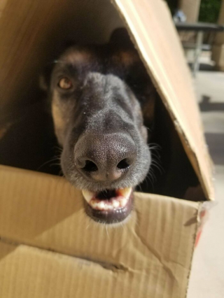 Illustration de l'article : 20 photos d'animaux qui irradient de bonheur après leur récente adoption