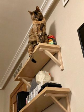 Illustration de l'article : 20 photos d'animaux qui irradient de bonheur après leur récente adoption