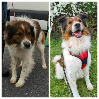 Illustration de l'article : 20 photos d'animaux qui irradient de bonheur après leur récente adoption