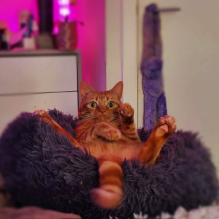 Illustration de l'article : 20 photos d'animaux qui irradient de bonheur après leur récente adoption