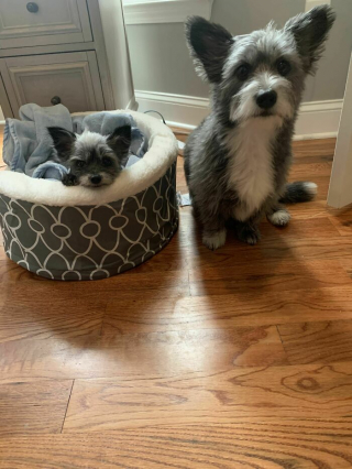 Illustration de l'article : 20 photos d'animaux qui irradient de bonheur après leur récente adoption