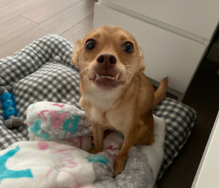 Illustration de l'article : 20 photos d'animaux qui irradient de bonheur après leur récente adoption