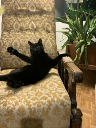 Illustration de l'article : 20 photos d'animaux qui irradient de bonheur après leur récente adoption