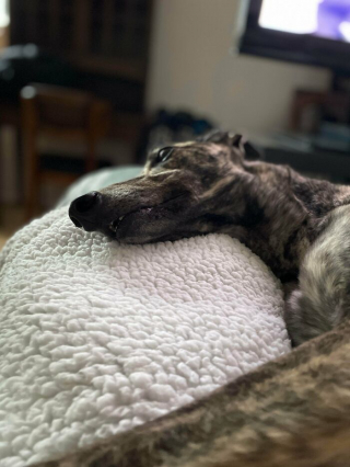 Illustration de l'article : 20 photos d'animaux qui irradient de bonheur après leur récente adoption