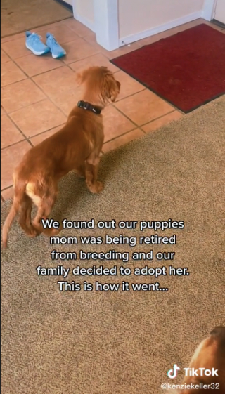 Illustration de l'article : Après avoir été séparés, un chiot et sa mère biologique se retrouvent pour passer le reste de leur vie ensemble ! (vidéo)