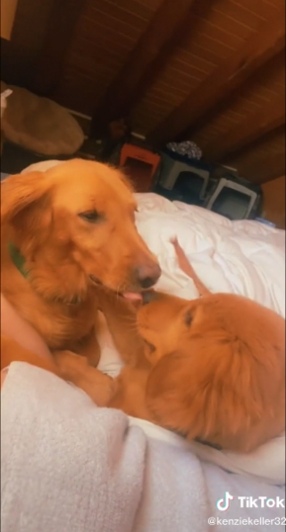 Illustration de l'article : Après avoir été séparés, un chiot et sa mère biologique se retrouvent pour passer le reste de leur vie ensemble ! (vidéo)