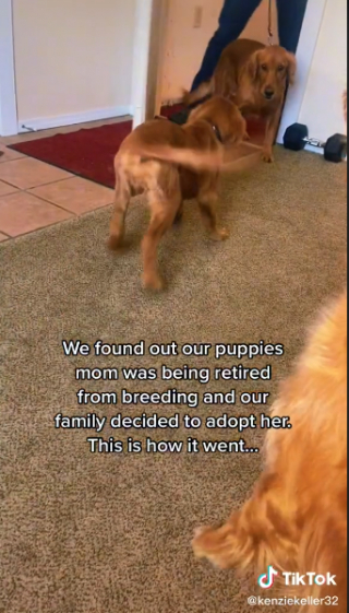 Illustration de l'article : Après avoir été séparés, un chiot et sa mère biologique se retrouvent pour passer le reste de leur vie ensemble ! (vidéo)