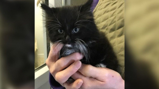 Illustration de l'article : Un chaton sort miraculeusement vivant du moteur d’une camionnette après un trajet de plus de 80km