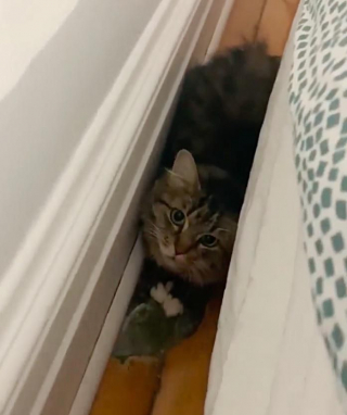 Illustration de l'article : Une chatte errante apprend à faire confiance aux humains après avoir été sauvée avec ses 3 chatons