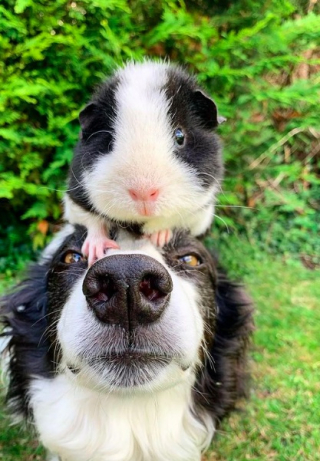 Illustration de l'article : L'amitié entre ces 2 Borders Collies et un cochon d’Inde identiques devient virale