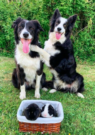Illustration de l'article : L'amitié entre ces 2 Borders Collies et un cochon d’Inde identiques devient virale