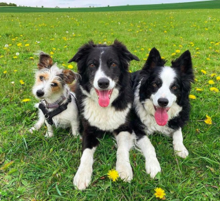 Illustration de l'article : L'amitié entre ces 2 Borders Collies et un cochon d’Inde identiques devient virale