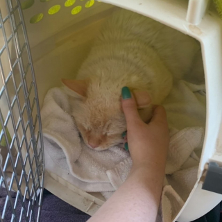 Illustration de l'article : Un chat traumatisé par l’abandon tente de reprendre confiance en lui