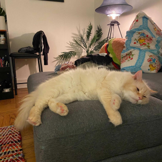 Illustration de l'article : Un chat traumatisé par l’abandon tente de reprendre confiance en lui