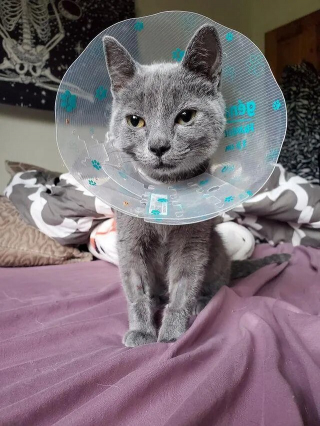 Illustration de l'article : Un petit chaton défie toutes les probabilités face à une maladie cardiaque rare