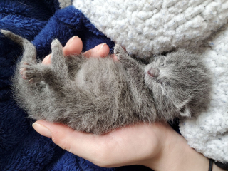 Illustration de l'article : Un petit chaton défie toutes les probabilités face à une maladie cardiaque rare