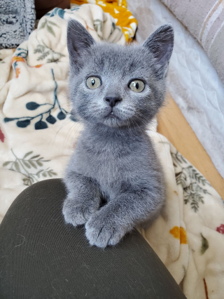 Illustration de l'article : Un petit chaton défie toutes les probabilités face à une maladie cardiaque rare