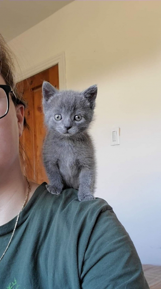 Illustration de l'article : Un petit chaton défie toutes les probabilités face à une maladie cardiaque rare