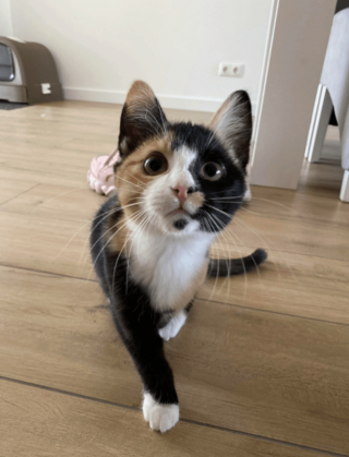 Illustration de l'article : 14 chats arborant fièrement leur plus belle moustache