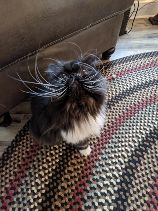 Illustration de l'article : 14 chats arborant fièrement leur plus belle moustache