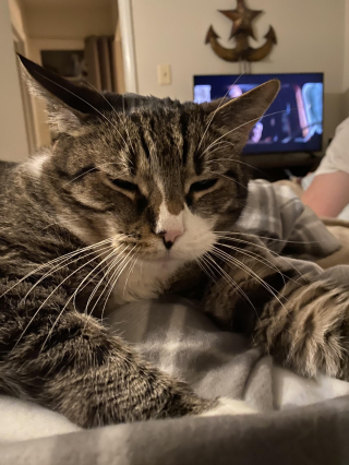 Illustration de l'article : 14 chats arborant fièrement leur plus belle moustache