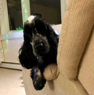 Illustration de l'article : 20 regards légendaires de chiens gourmands qui vous implorent de partager un morceau