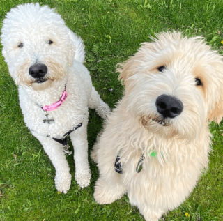 Illustration de l'article : 20 regards légendaires de chiens gourmands qui vous implorent de partager un morceau