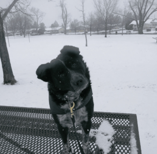 Illustration de l'article : 20 regards légendaires de chiens gourmands qui vous implorent de partager un morceau