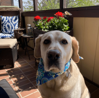 Illustration de l'article : 20 regards légendaires de chiens gourmands qui vous implorent de partager un morceau