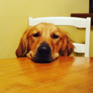 Illustration de l'article : 20 regards légendaires de chiens gourmands qui vous implorent de partager un morceau