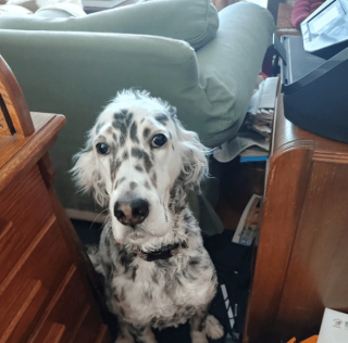 Illustration de l'article : 20 regards légendaires de chiens gourmands qui vous implorent de partager un morceau