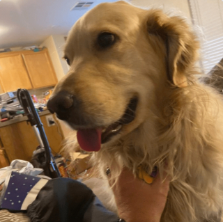 Illustration de l'article : 20 regards légendaires de chiens gourmands qui vous implorent de partager un morceau