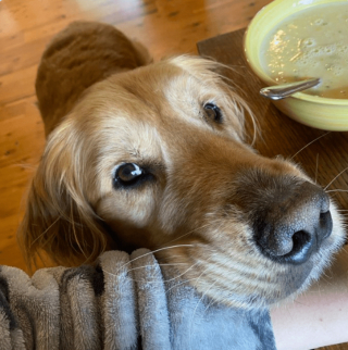 Illustration de l'article : 20 regards légendaires de chiens gourmands qui vous implorent de partager un morceau