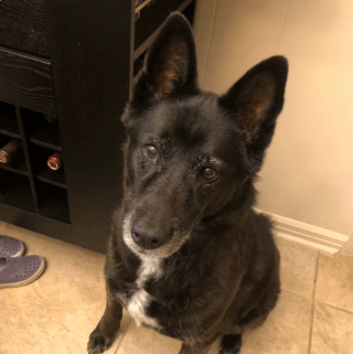 Illustration de l'article : 20 regards légendaires de chiens gourmands qui vous implorent de partager un morceau